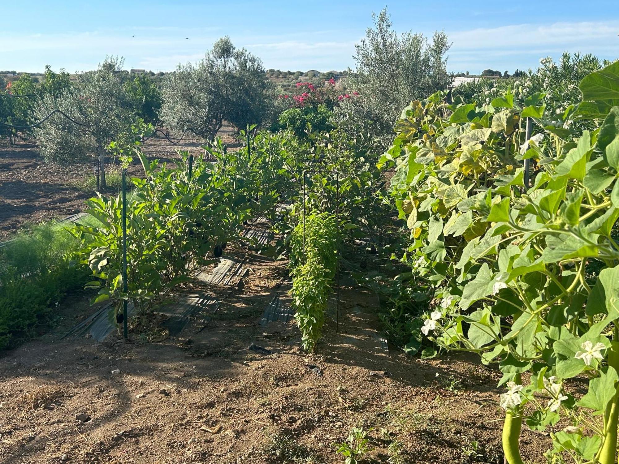 Baglio Il Gelso E L'Ulivo Appartamento Il Fico Noto Exterior foto