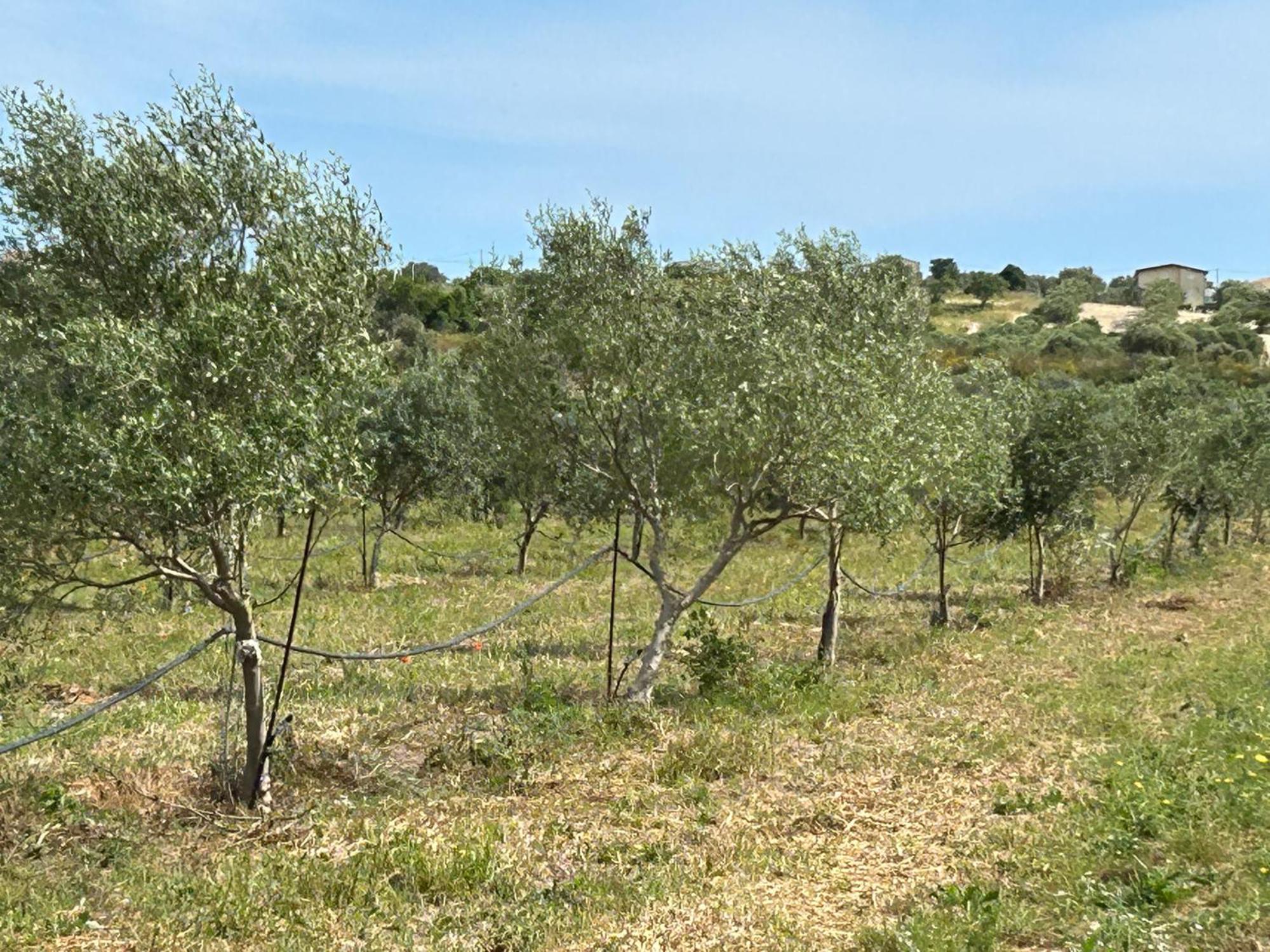 Baglio Il Gelso E L'Ulivo Appartamento Il Fico Noto Exterior foto
